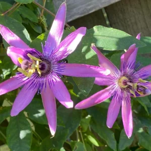 Lady Lavender Passionflower Live Vine – Passiflora Starter Plant – 4-6" Tall – Exotic Purple Flowers - Image 1