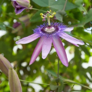 Lady Lavender Passionflower Vine Live Plant – Passiflora – 4-6" Tall Starter - Image 2