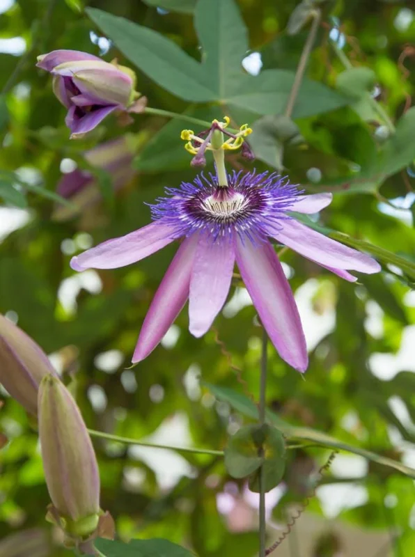 Lady Lavender Passionflower Vine Live Plant – Passiflora – 4-6" Tall Starter - Image 2