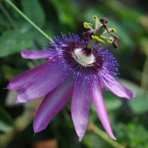 Lady Lavender Passionflower Vine Live Plant – Passiflora – 4-6