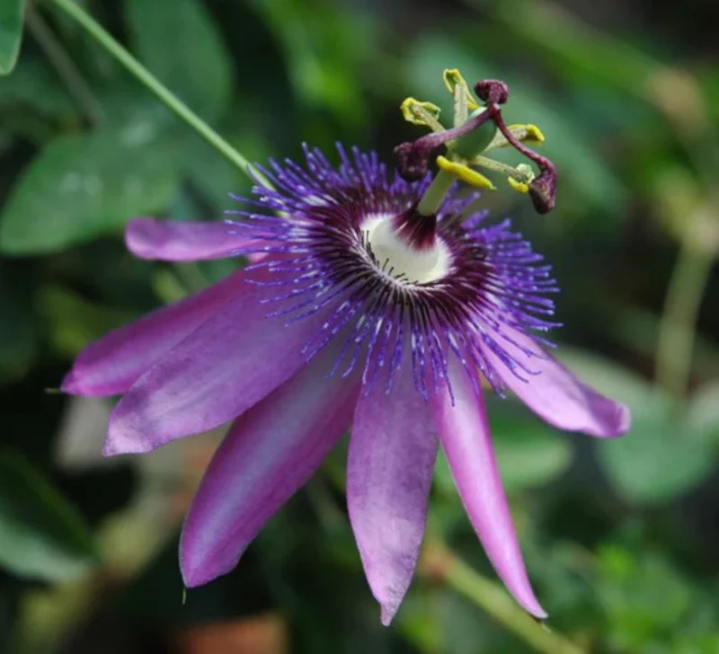 Lady Lavender Passionflower Vine Live Plant – Passiflora – 4-6" Tall Starter - Image 3
