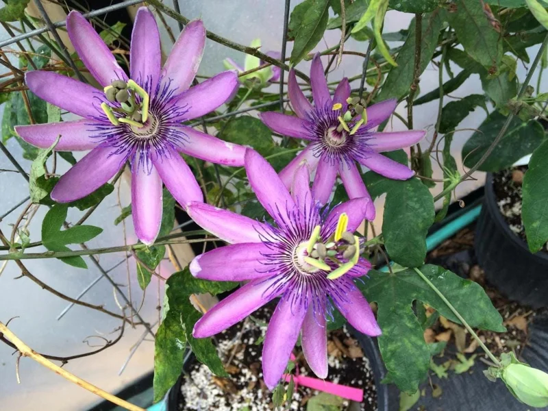 Lady Lavender Passionflower Vine Live Plant – Passiflora – 4-6" Tall Starter - Image 4
