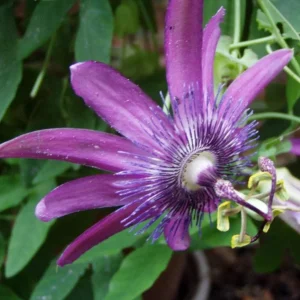 Lady Lavender Passionflower Vine Live Plant – Passiflora – 4-6