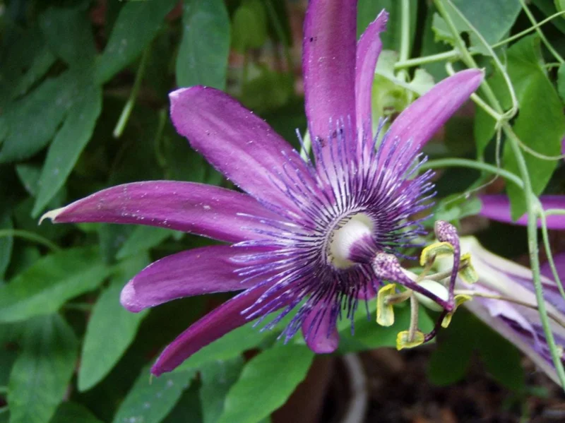 Lady Lavender Passionflower Vine Live Plant – Passiflora – 4-6" Tall Starter - Image 5