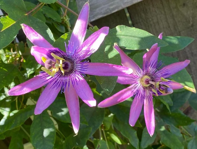 Lady Lavender Passionflower Vine Live Plant – Passiflora – 4-6" Tall Starter - Image 1