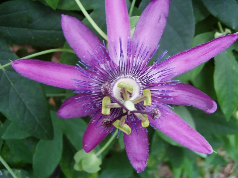 Lady Lavender Passionflower Vine Live Plant – Passiflora – 4-6" Tall Starter - Image 6