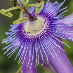 Lady Lavender Passionflower Vine Live Plant – Passiflora – 4-6