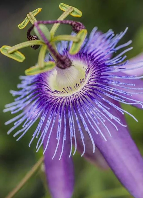 Lady Lavender Passionflower Vine Live Plant – Passiflora – 4-6" Tall Starter - Image 7