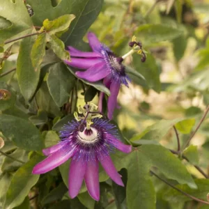 Lady Lavender Passionflower Vine Live Plant – Passiflora – 4-6