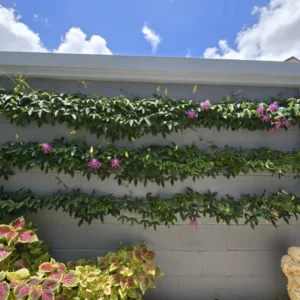 Lady Lavender Passionflower Vine Live Plant – Passiflora – 4-6