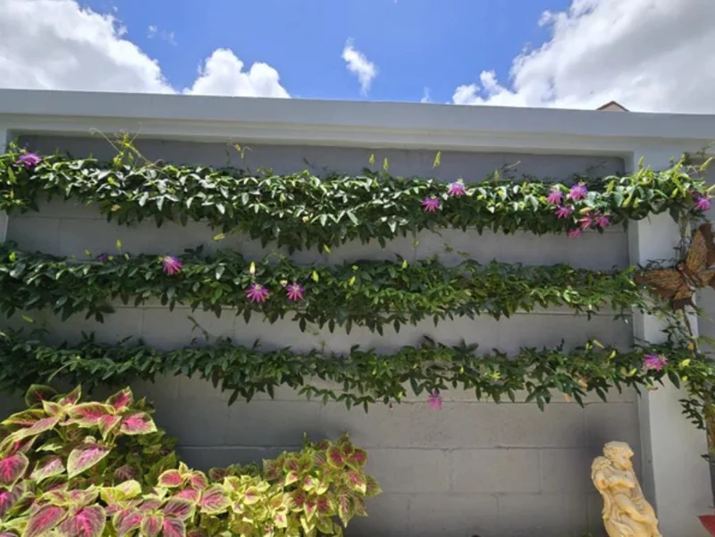 Lady Lavender Passionflower Vine Live Plant – Passiflora – 4-6" Tall Starter - Image 9