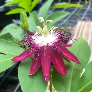 Lady Margaret Passion Flower Live Plant - Set of 2 Vines, 4-6" Tall - Outdoor Exotic - Image 2
