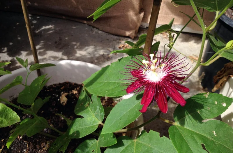 Lady Margaret Passion Flower Live Plant - Set of 2 Vines, 4-6" Tall - Outdoor Exotic - Image 3