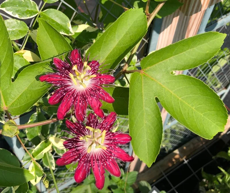 Lady Margaret Passion Flower Live Plant - Set of 2 Vines, 4-6" Tall - Outdoor Exotic - Image 4