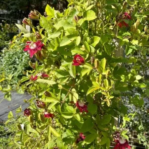 Lady Margaret Passion Flower Live Plant - Set of 2 Vines, 4-6