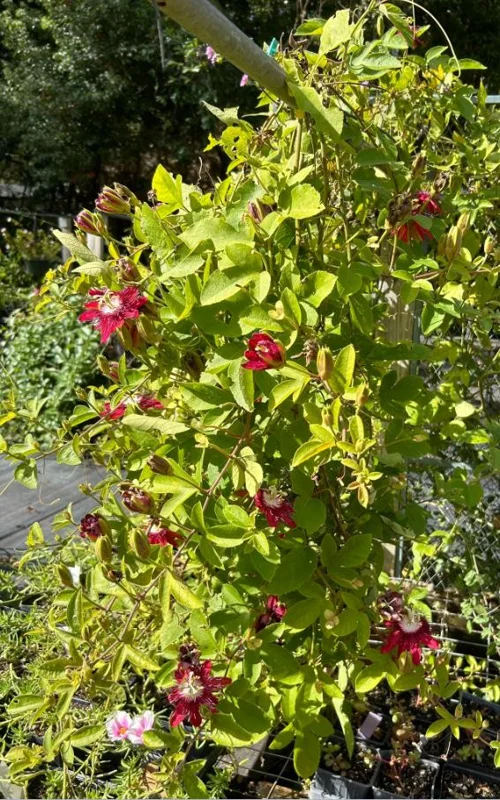 Lady Margaret Passion Flower Live Plant - Set of 2 Vines, 4-6" Tall - Outdoor Exotic - Image 5