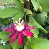 Lady Margaret Passion Flower Live Plant - Set of 2 Vines, 4-6" Tall - Outdoor Exotic - Image 1