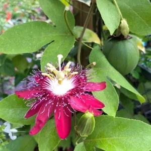 Lady Margaret Passion Flower Live Plant - Set of 2 Vines, 4-6" Tall - Outdoor Exotic - Image 1