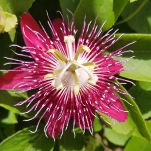 Lady Margaret Passion Flower Live Plants - Set of 4, 4-6