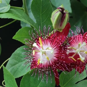 Lady Margaret Passion Flower Live Plants - Set of 4, 4-6