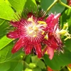 Lady Margaret Passion Flower Live Plants - Set of 4, 4-6" Tall Vines - Image 1