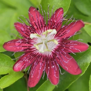 Lady Margaret Passionflower Live Plant – 5-9 inch Starter – Tropical Red Vine - Image 2