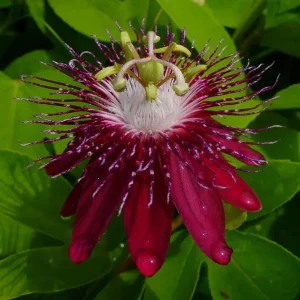 Lady Margaret Passionflower Live Plant – 5-9 inch Starter – Tropical Red Vine - Image 3