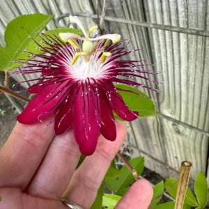 Lady Margaret Passionflower Live Plant – 5-9 inch Starter – Tropical Red Vine - Image 4