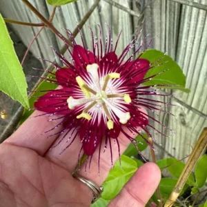 Lady Margaret Passionflower Live Plant – 5-9 inch Starter – Tropical Red Vine - Image 5