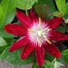 Lady Margaret Passionflower Live Plant – 5-9 inch Starter – Tropical Red Vine - Image 1