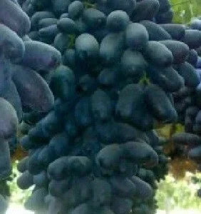 Ladyfingers Black Grape Vine Cuttings - 2 Pack, Edible Fruit, Outdoor - Image 2