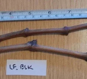 Ladyfingers Black Grape Vine Cuttings - 2 Pack, Edible Fruit, Outdoor - Image 1