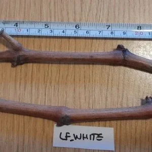 Ladyfingers White Grape Vine Cuttings - 2 Pack, 3+ Nodes, Edible Perennial - Image 1