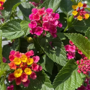 Lantana Anne Marie Live Plant – Set of 2 Starter Plants, 4-6" Tall, Bare Root, Pollinator Friendly - Image 2