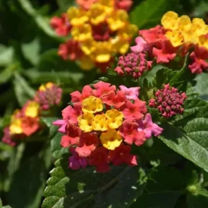 Lantana Anne Marie Live Plant – Set of 2 Starter Plants, 4-6