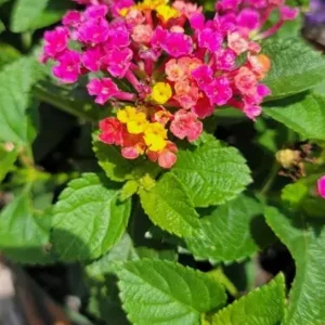Lantana Anne Marie Live Plant – Set of 2 Starter Plants, 4-6