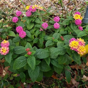 Lantana Anne Marie Live Plant – Set of 2 Starter Plants, 4-6" Tall, Bare Root, Pollinator Friendly - Image 1