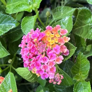 Lantana Anne Marie Live Plant – Set of 2 Starter Plants, 4-6