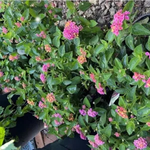 Lantana Anne Marie Live Plant – Set of 2 Starter Plants, 4-6