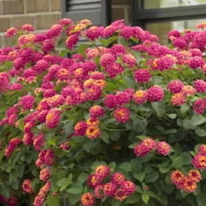 Lantana "Athens Rose" Live Plants - Set of 2, 4-6" Tall, Butterfly Friendly, Outdoor - Image 2
