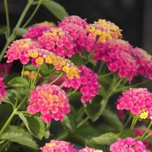 Lantana