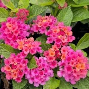 Lantana