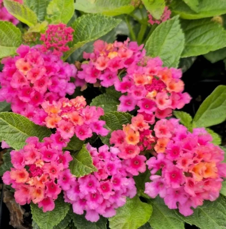 Lantana "Athens Rose" Live Plants - Set of 2, 4-6" Tall, Butterfly Friendly, Outdoor - Image 4