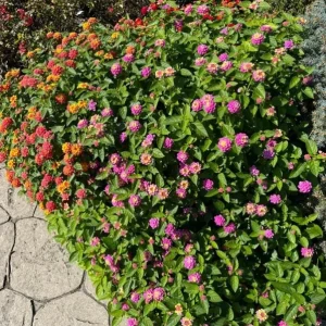 Lantana