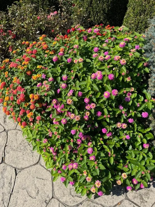 Lantana "Athens Rose" Live Plants - Set of 2, 4-6" Tall, Butterfly Friendly, Outdoor - Image 5