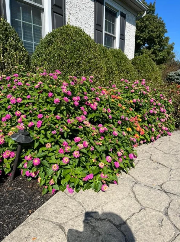 Lantana "Athens Rose" Live Plants - Set of 2, 4-6" Tall, Butterfly Friendly, Outdoor - Image 6