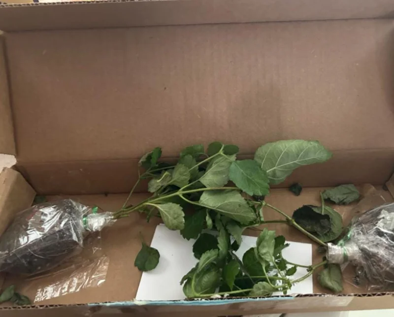 Lantana "Athens Rose" Live Plants - Set of 2, 4-6" Tall, Butterfly Friendly, Outdoor - Image 7