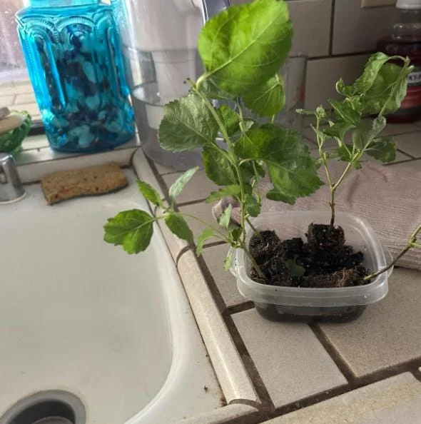 Lantana "Athens Rose" Live Plants - Set of 2, 4-6" Tall, Butterfly Friendly, Outdoor - Image 8