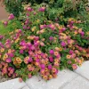 Lantana "Athens Rose" Live Plants - Set of 2, 4-6" Tall, Butterfly Friendly, Outdoor - Image 1