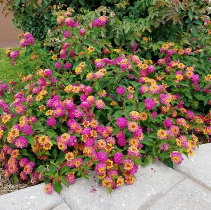 Lantana "Athens Rose" Live Plants - Set of 2, 4-6" Tall, Butterfly Friendly, Outdoor - Image 1